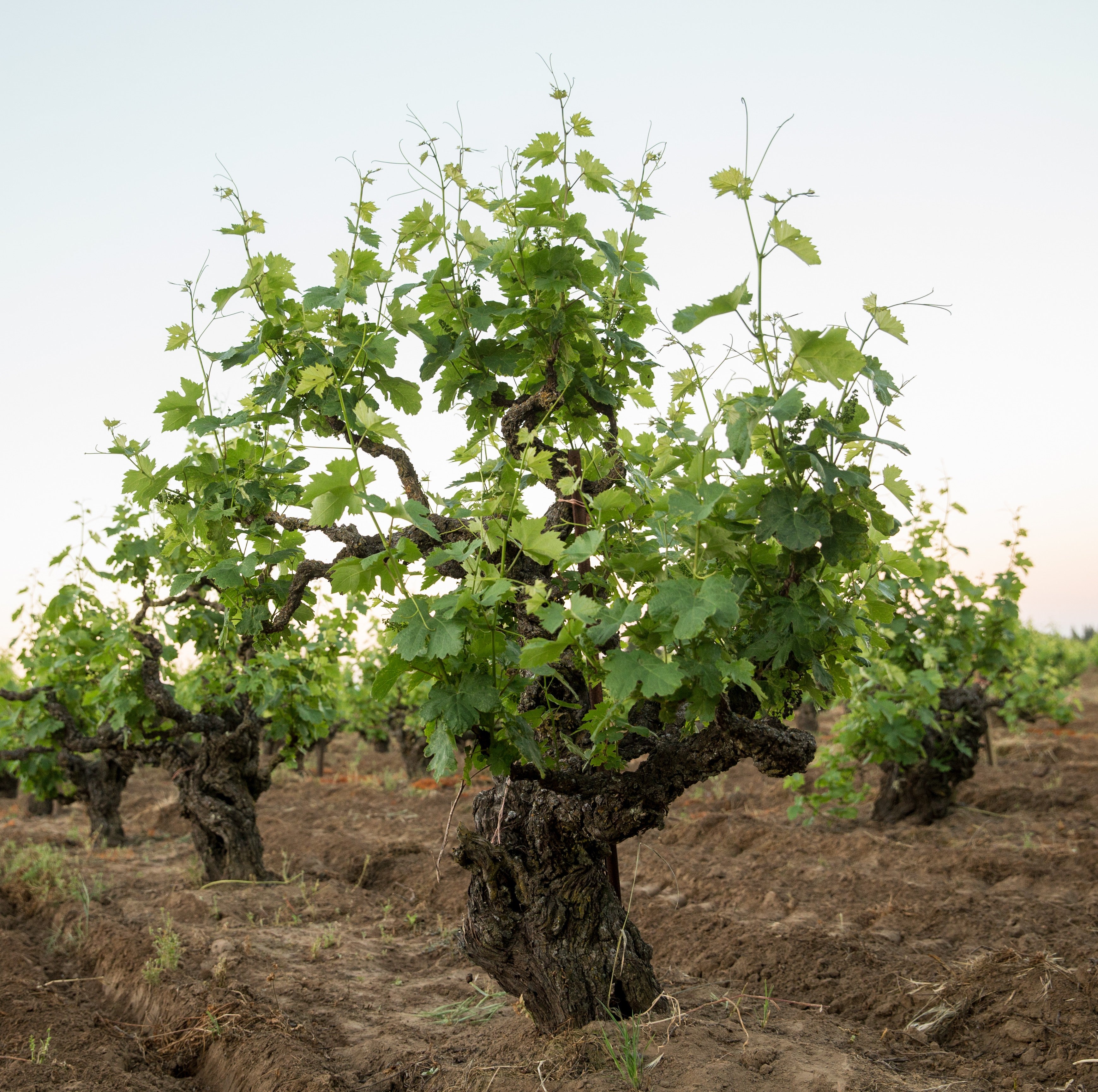2018 Centennial Zinfandel – LangeTwins