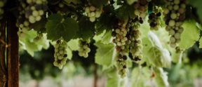 Grapevines With Bunches of Grapes