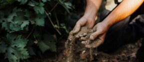 Person with their hands in vineyard soil
